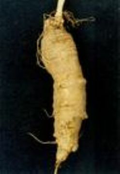 Codonopsis Lanceolata Extract 